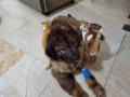 Jerry_Anka (2)